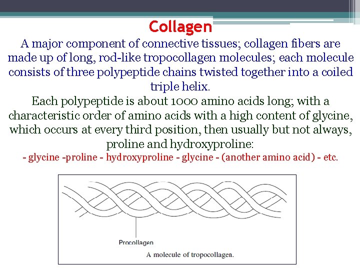 Collagen A major component of connective tissues; collagen fibers are made up of long,