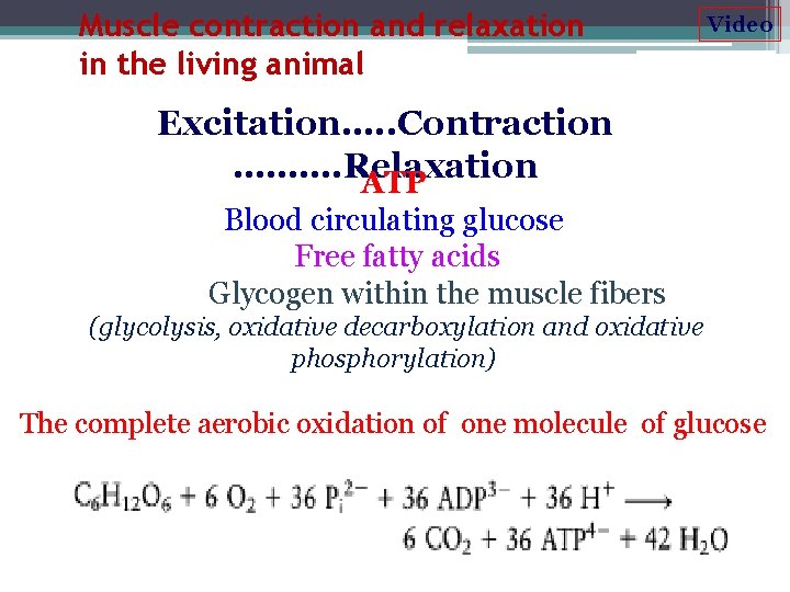 Muscle contraction and relaxation in the living animal Video Excitation…. . Contraction ………. Relaxation