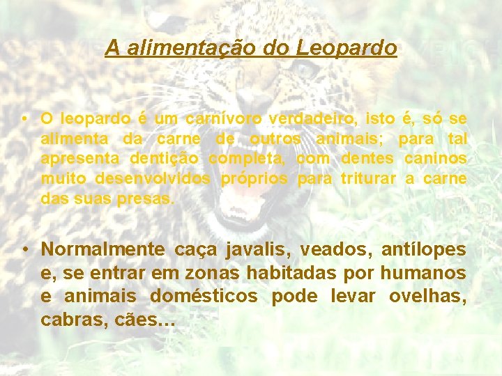A alimentação do Leopardo • O leopardo é um carnívoro verdadeiro, isto é, só