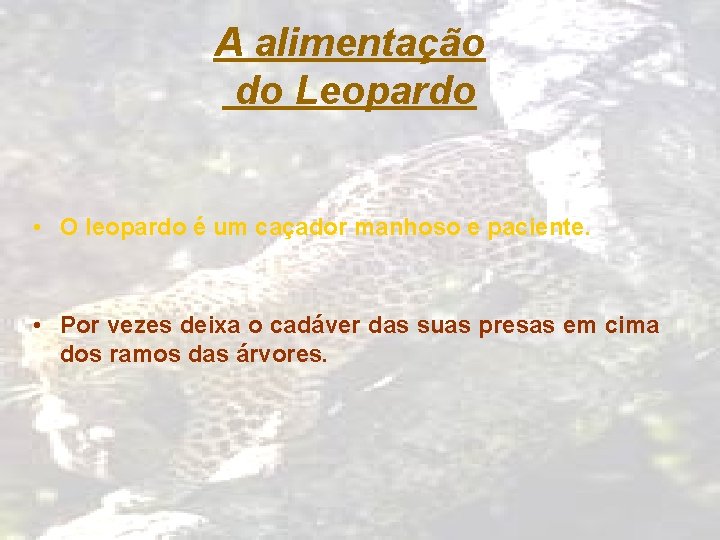 A alimentação do Leopardo • O leopardo é um caçador manhoso e paciente. •
