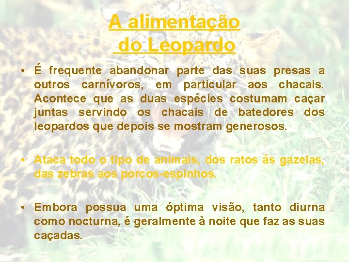 A alimentação do Leopardo • É frequente abandonar parte das suas presas a outros