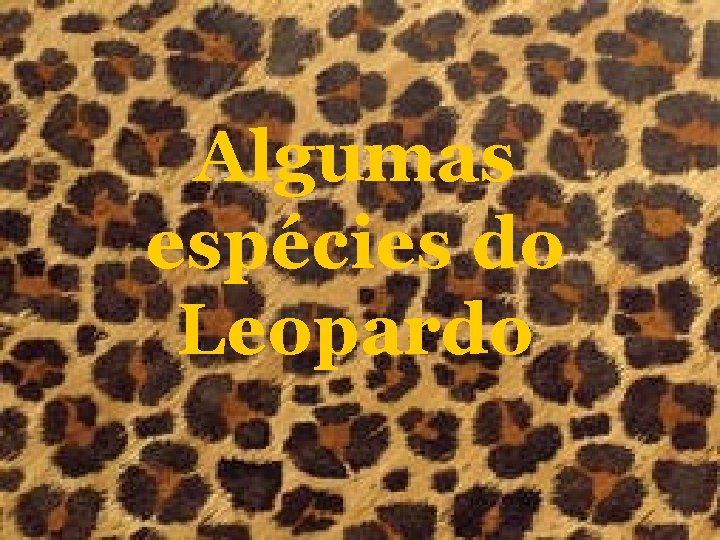 Algumas espécies do Leopardo 