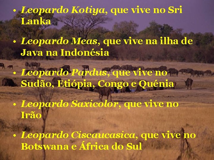  • Leopardo Kotiya, que vive no Sri Lanka • Leopardo Meas, que vive