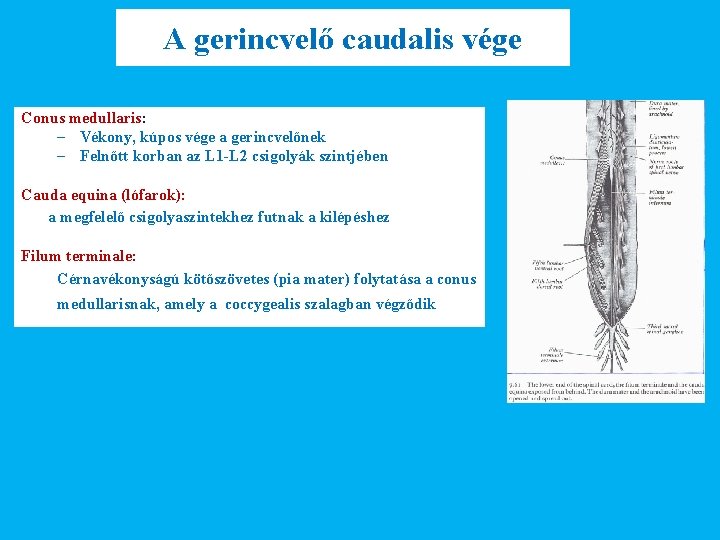 A gerincvelő caudalis vége Conus medullaris: – Vékony, kúpos vége a gerincvelőnek – Felnőtt