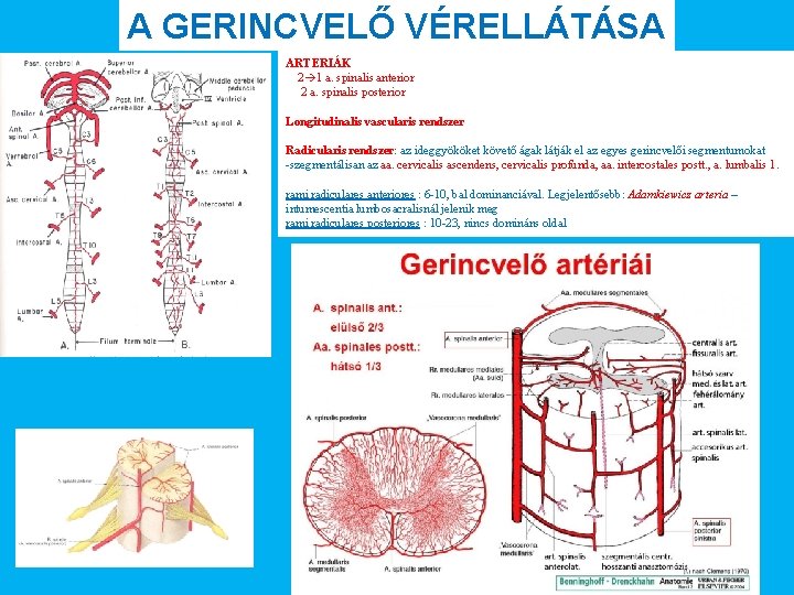 A GERINCVELŐ VÉRELLÁTÁSA ARTERIÁK 2 1 a. spinalis anterior 2 a. spinalis posterior Longitudinalis
