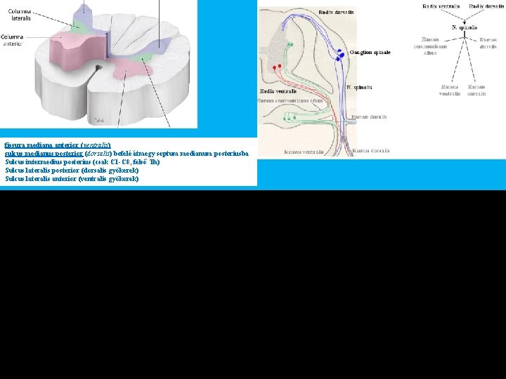 fissura mediana anterior (ventralis) sulcus medianus posterior (dorsalis) befelé átmegy septum medianum posteriusba Sulcus