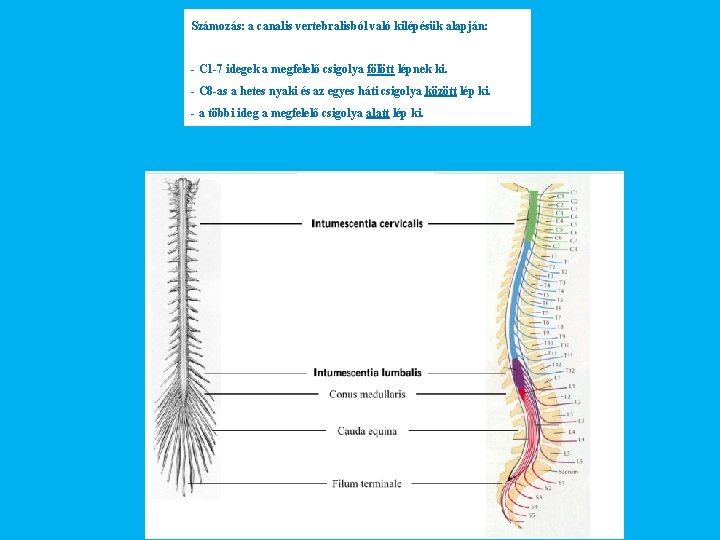 Számozás: a canalis vertebralisból való kilépésük alapján: - C 1 -7 idegek a megfelelő