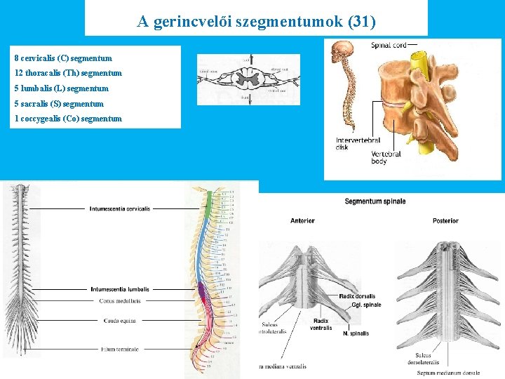 A gerincvelői szegmentumok (31) 8 cervicalis (C) segmentum 12 thoracalis (Th) segmentum 5 lumbalis