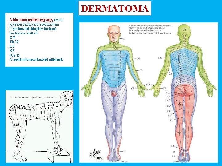 DERMATOMA A bőr azon területi egysége, amely egyazon gerincvelői szegmentum (=gerincvelői ideghez tartozó) beidegzése