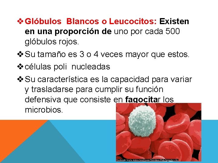 v Glóbulos Blancos o Leucocitos: Existen en una proporción de uno por cada 500