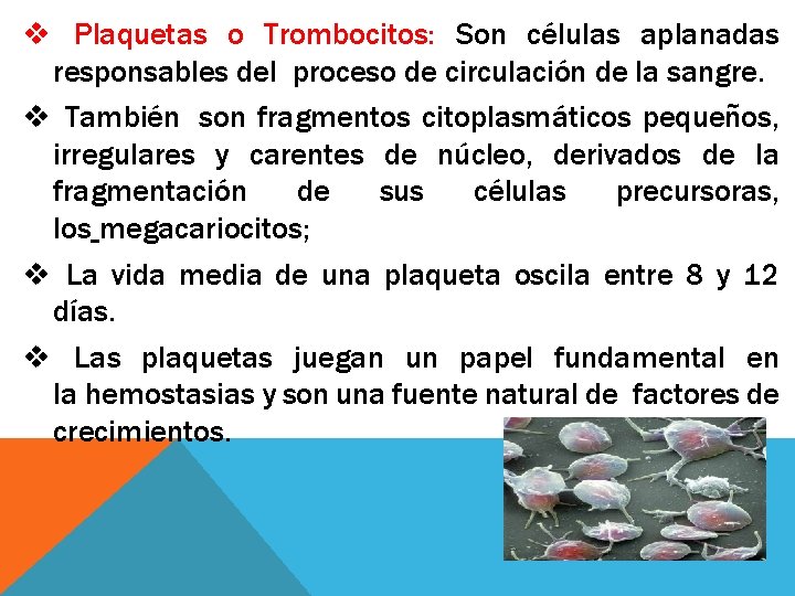 v Plaquetas o Trombocitos: Son células aplanadas responsables del proceso de circulación de la