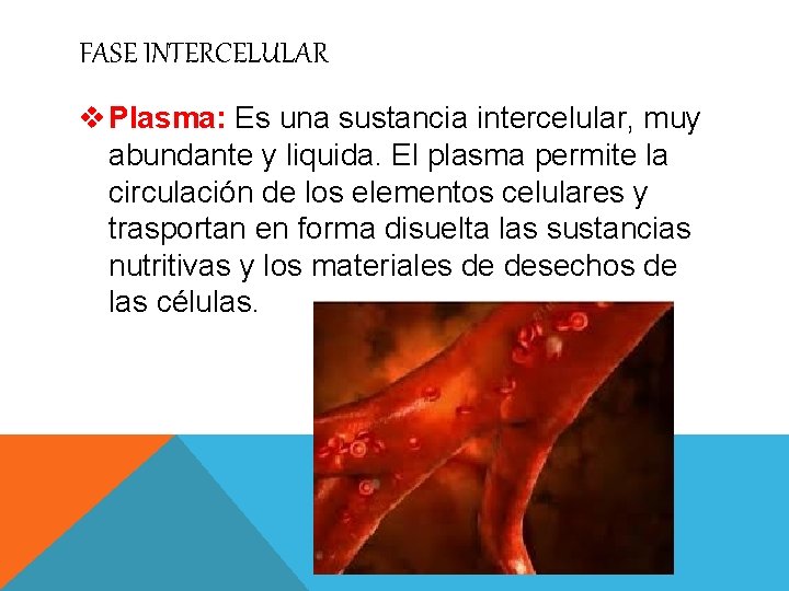 FASE INTERCELULAR v Plasma: Es una sustancia intercelular, muy abundante y liquida. El plasma