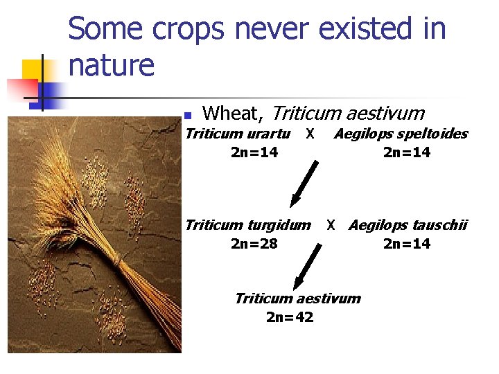 Some crops never existed in nature n Wheat, Triticum aestivum Triticum urartu X Aegilops
