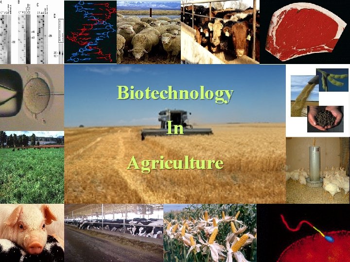 Biotechnology In Agriculture 