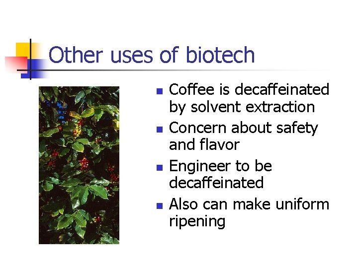 Other uses of biotech n n Coffee is decaffeinated by solvent extraction Concern about