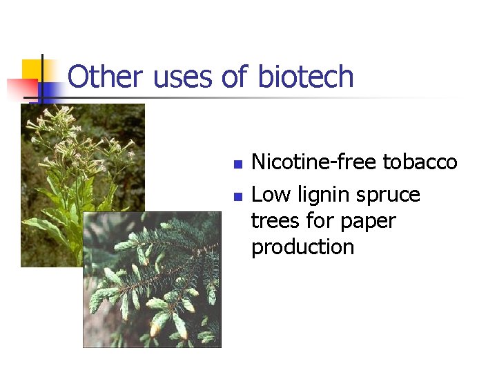 Other uses of biotech n n Nicotine-free tobacco Low lignin spruce trees for paper
