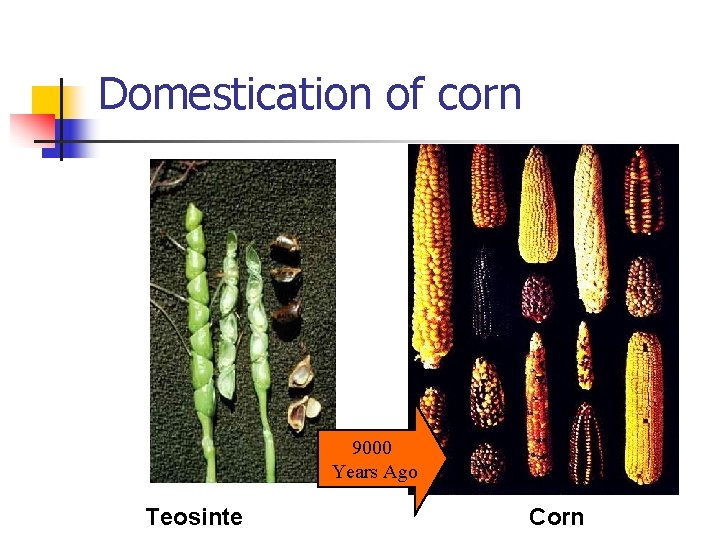 Domestication of corn 9000 Years Ago Teosinte Corn 