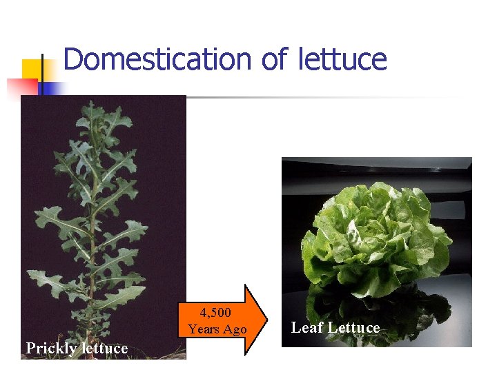 Domestication of lettuce 4, 500 Years Ago Prickly lettuce Leaf Lettuce 