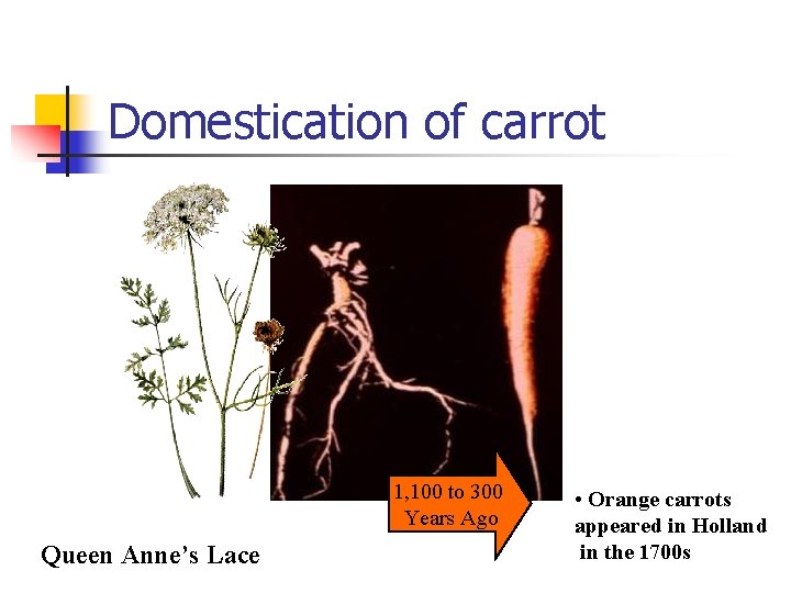 Domestication of carrot 1, 100 to 300 Years Ago Queen Anne’s Lace • Orange