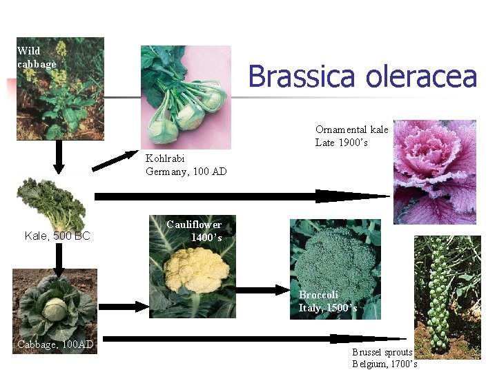 Wild cabbage Brassica oleracea Ornamental kale Late 1900’s Kohlrabi Germany, 100 AD Kale, 500