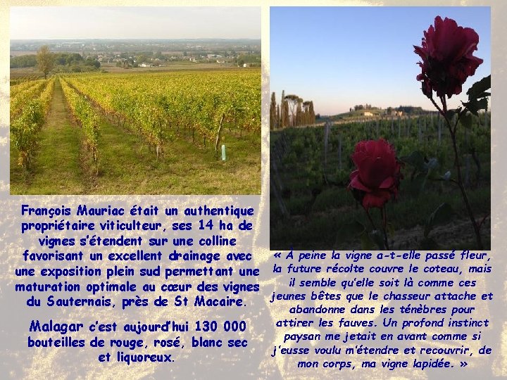 François Mauriac était un authentique propriétaire viticulteur, ses 14 ha de vignes s’étendent sur