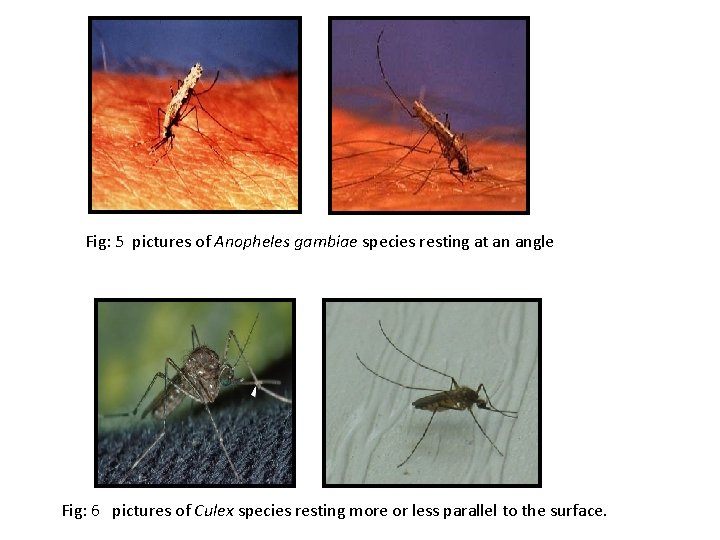 Fig: 5 pictures of Anopheles gambiae species resting at an angle Fig: 6 pictures