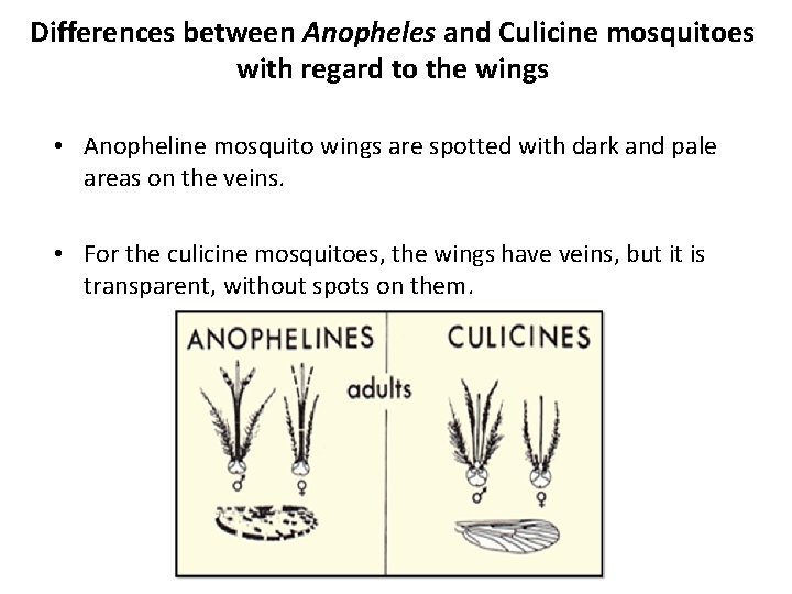 Differences between Anopheles and Culicine mosquitoes with regard to the wings • Anopheline mosquito