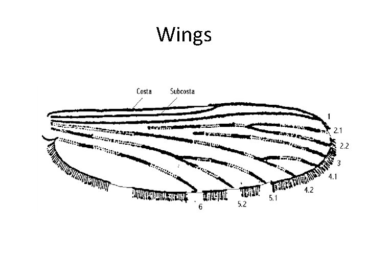 Wings 