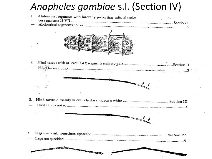 Anopheles gambiae s. l. (Section IV) 