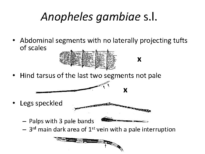 Anopheles gambiae s. l. • Abdominal segments with no laterally projecting tufts of scales
