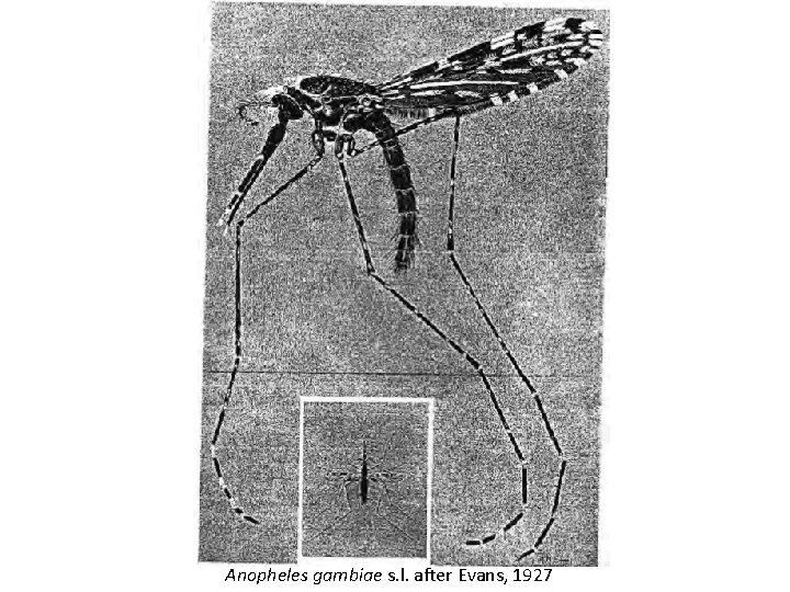 Anopheles gambiae s. l. after Evans, 1927 