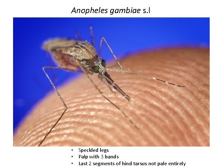 Anopheles gambiae s. l • Speckled legs • Palp with 3 bands • Last