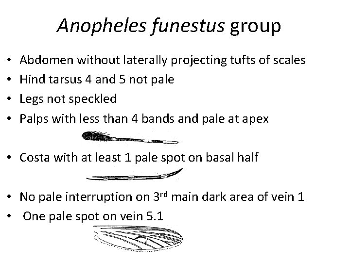 Anopheles funestus group • • Abdomen without laterally projecting tufts of scales Hind tarsus