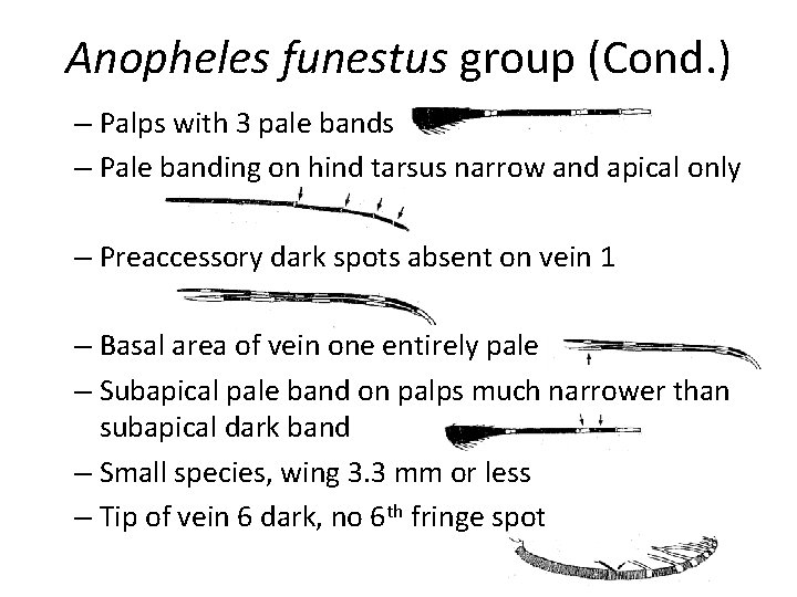 Anopheles funestus group (Cond. ) – Palps with 3 pale bands – Pale banding