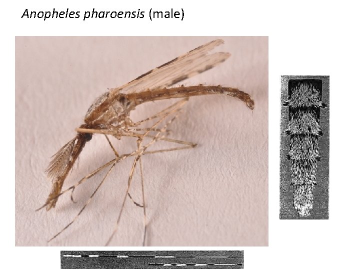 Anopheles pharoensis (male) 