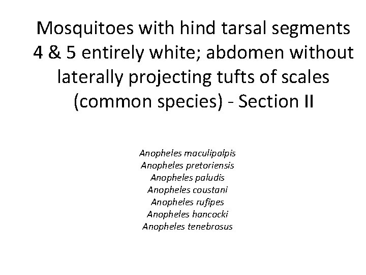 Mosquitoes with hind tarsal segments 4 & 5 entirely white; abdomen without laterally projecting