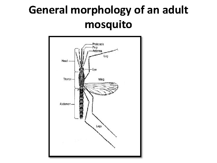General morphology of an adult mosquito 
