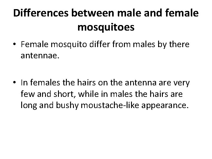 Differences between male and female mosquitoes • Female mosquito differ from males by there