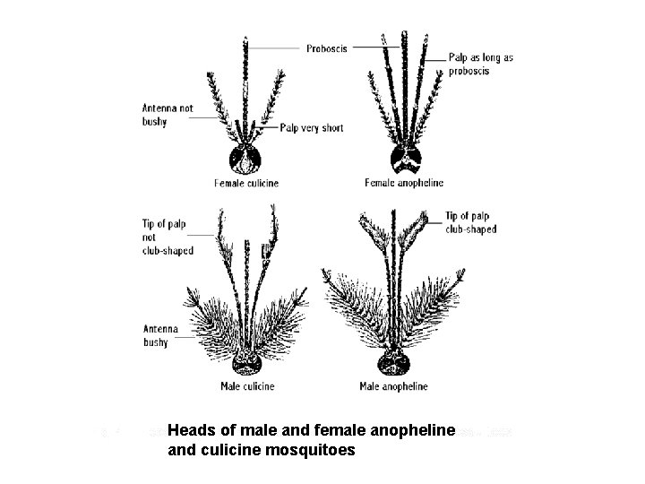Heads of male and female anopheline and culicine mosquitoes 