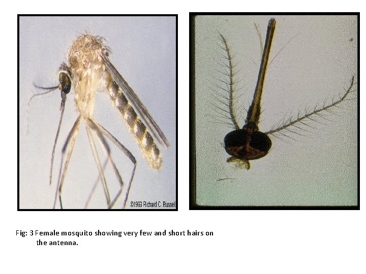 Fig: 3 Female mosquito showing very few and short hairs on the antenna. 