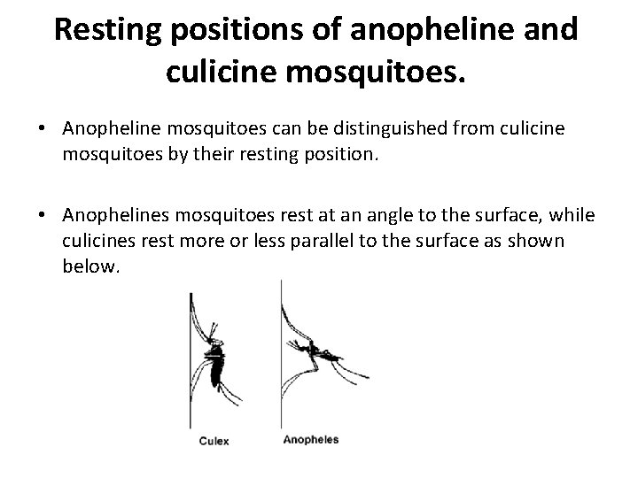 Resting positions of anopheline and culicine mosquitoes. • Anopheline mosquitoes can be distinguished from