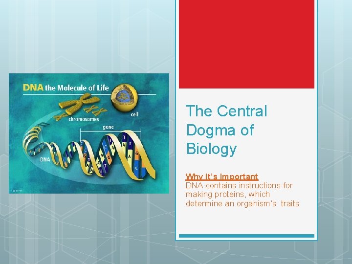 The Central Dogma of Biology Why It’s Important DNA contains instructions for making proteins,
