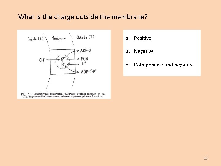 What is the charge outside the membrane? a. Positive b. Negative c. Both positive