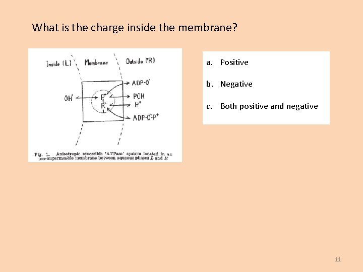 What is the charge inside the membrane? a. Positive b. Negative c. Both positive