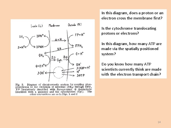 In this diagram, does a proton or an electron cross the membrane first? Is