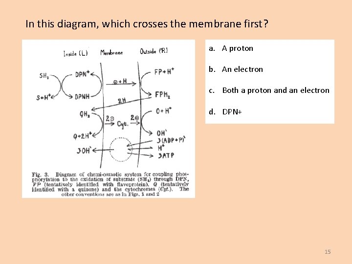 In this diagram, which crosses the membrane first? a. A proton b. An electron