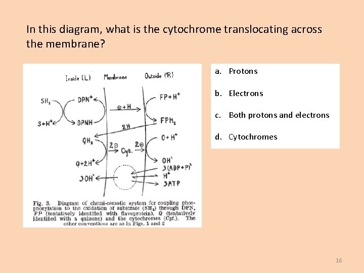 In this diagram, what is the cytochrome translocating across the membrane? a. Protons b.