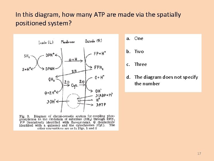 In this diagram, how many ATP are made via the spatially positioned system? a.
