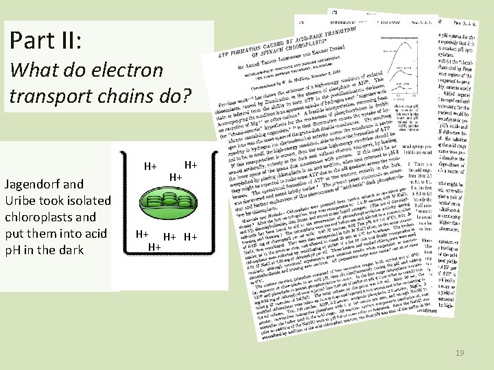 Part II: What do electron transport chains do? H+ Jagendorf and Uribe took isolated