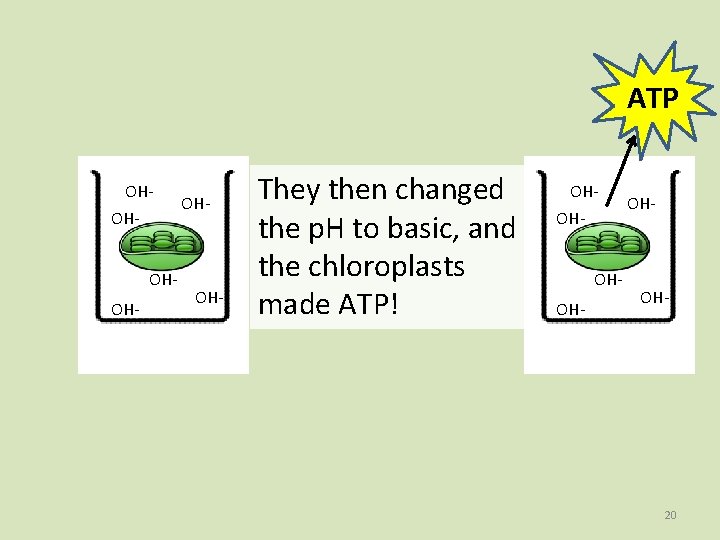ATP OHOH- OH- They then changed the p. H to basic, and the chloroplasts